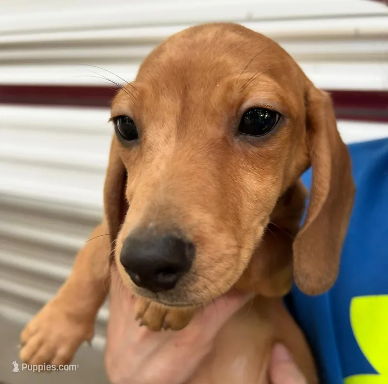 Red/Cream Dapple male – Miniature Dachshund puppy for sale in Carbondale, IL