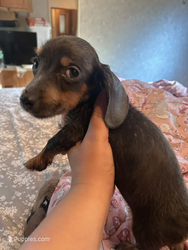 Blue chiweenie male  – Chihuahua, Miniature Dachshund puppy for sale in Carbondale, IL