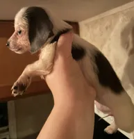 Hairless chiweenie female , a female Chihuahua and Miniature Dachshund for sale in Carbondale, IL – 3 of 3