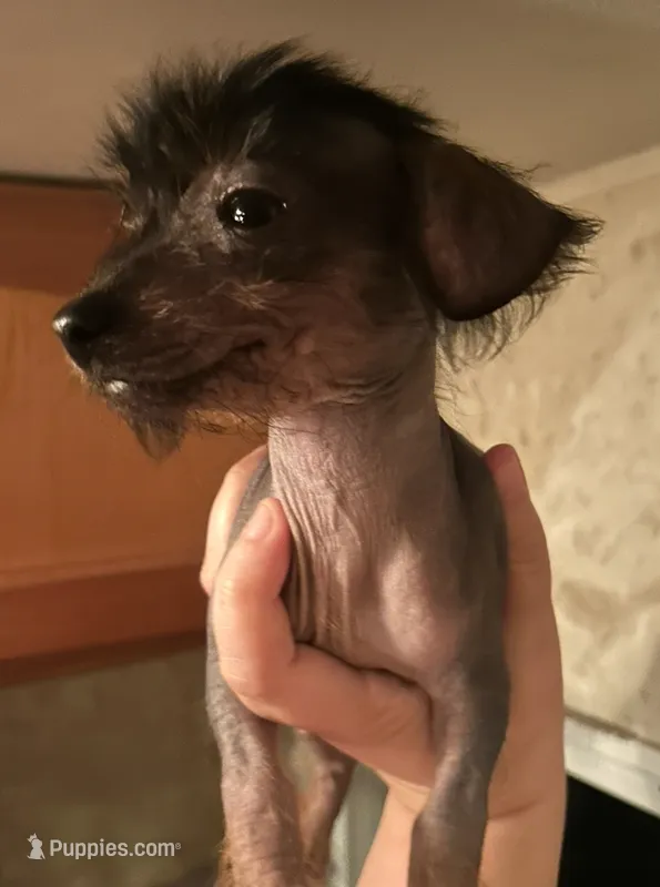 Hairless male  – Chihuahua, Miniature Dachshund puppy for sale in Carbondale, IL