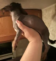 Hairless male , a male Chihuahua and Miniature Dachshund for sale in Carbondale, IL – 2 of 4