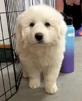 Great Pyrenees Female , a female Great Pyrenees for sale in Carbondale, IL – 2 of 4