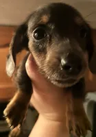 Blue chiweenie male , a male Chihuahua and Miniature Dachshund for sale in Carbondale, IL – 2 of 3