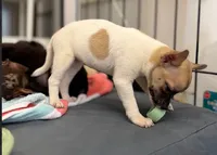 Chihuahua female , a female Chihuahua for sale in Carbondale, IL – 3 of 7