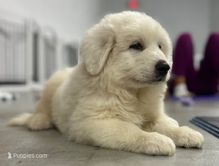 Great Pyrenees Female  – Great Pyrenees puppy for sale in Carbondale, IL