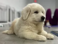 Great Pyrenees Female , a female Great Pyrenees for sale in Carbondale, IL – 1 of 4