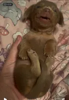 Isabella male , a male Miniature Dachshund for sale in Carbondale, IL – 3 of 3