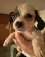 Hairless chiweenie female , a female Chihuahua and Miniature Dachshund for sale in Carbondale, IL – 1 of 3