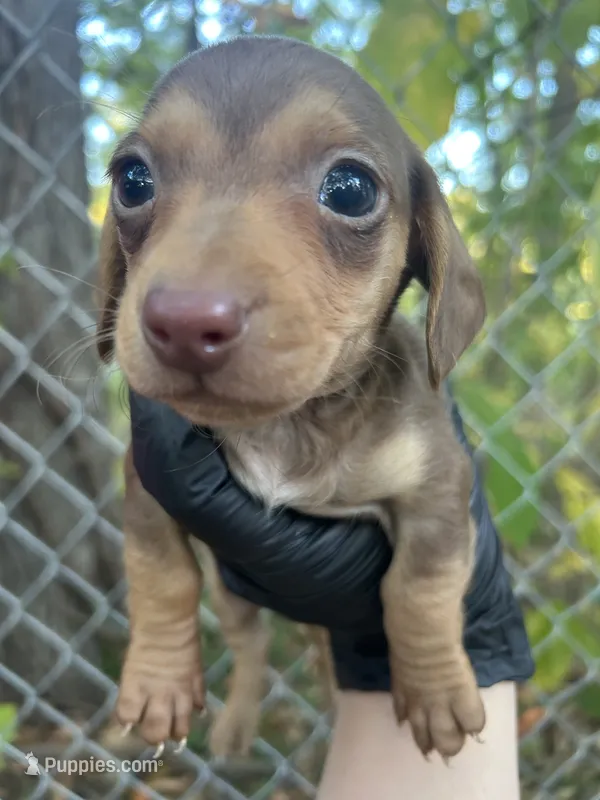 Chocolate male  – Miniature Dachshund puppy for sale in Carbondale, IL