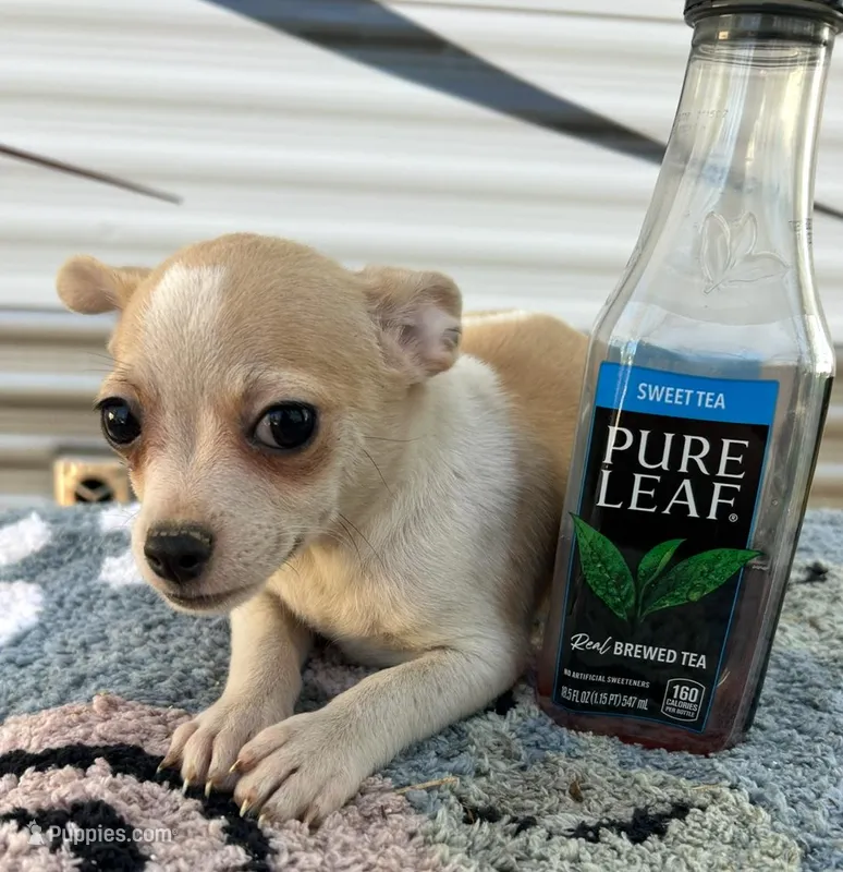 Male chihuahua  – Chihuahua puppy for sale in Carbondale, IL