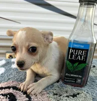 Male chihuahua , a male Chihuahua for sale in Carbondale, IL – Photo 1 of 4