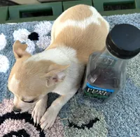 Male chihuahua , a male Chihuahua for sale in Carbondale, IL – Photo 3 of 4
