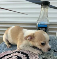 Male chihuahua , a male Chihuahua for sale in Carbondale, IL – Photo 2 of 4