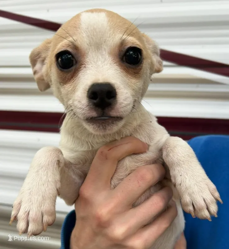 Male chihuahua  – Chihuahua puppy for sale in Carbondale, IL