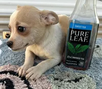 Male chihuahua , a male Chihuahua for sale in Carbondale, IL – Photo 4 of 4