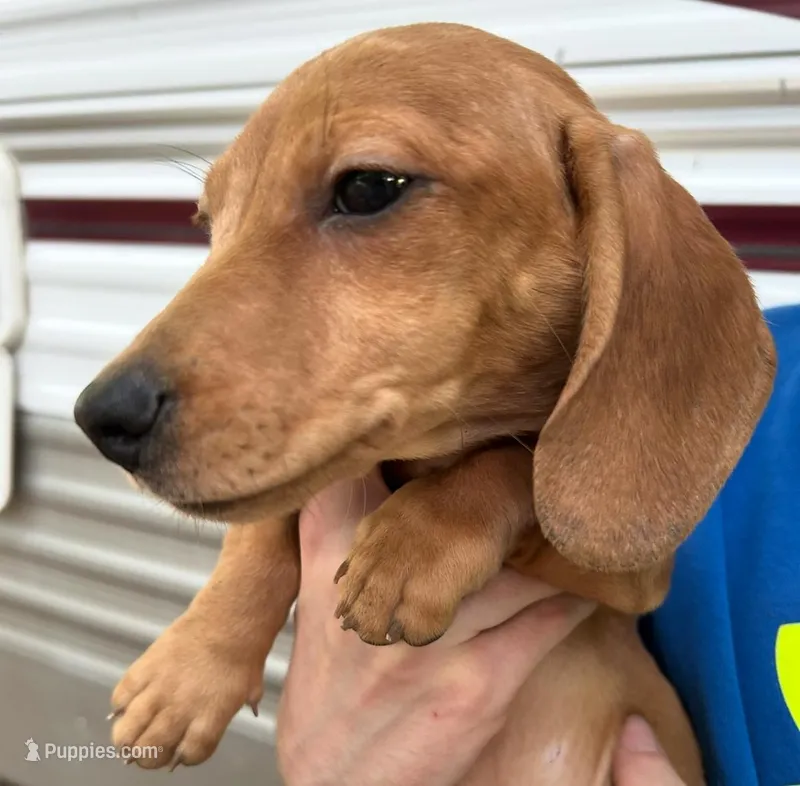 Cream male dapple boy – Miniature Dachshund puppy for sale in Carbondale, IL