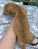 Cream male dapple boy, a male Miniature Dachshund for sale in Carbondale, IL – Photo 4 of 4