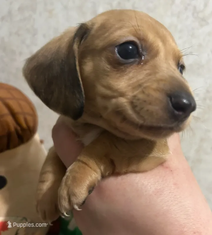 Cream male dapple boy