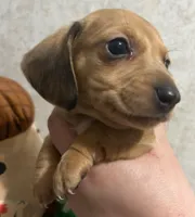 Cream male dapple boy, a male Miniature Dachshund for sale in Carbondale, IL – Photo 1 of 3
