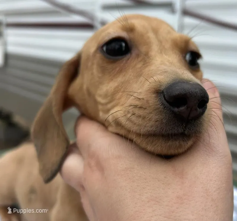 Cream male dapple boy – Miniature Dachshund puppy for sale in Carbondale, IL