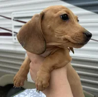 Cream male dapple boy, a male Miniature Dachshund for sale in Carbondale, IL – Photo 3 of 4