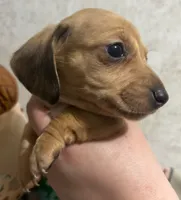 Cream male dapple boy, a male Miniature Dachshund for sale in Carbondale, IL – Photo 2 of 3
