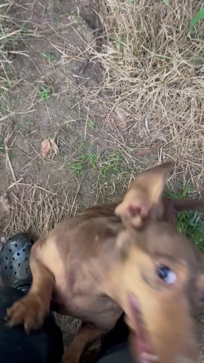 Hairless male , a male Chihuahua and Miniature Dachshund for sale in Carbondale, IL – 4 of 4