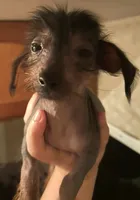 Hairless male , a male Chihuahua and Miniature Dachshund for sale in Carbondale, IL – 3 of 4