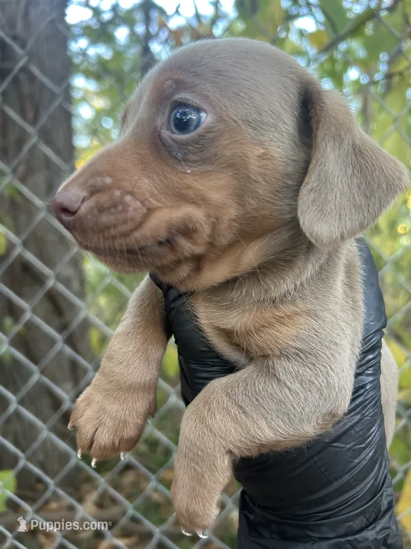 Isabella male  – Miniature Dachshund puppy for sale in Carbondale, IL