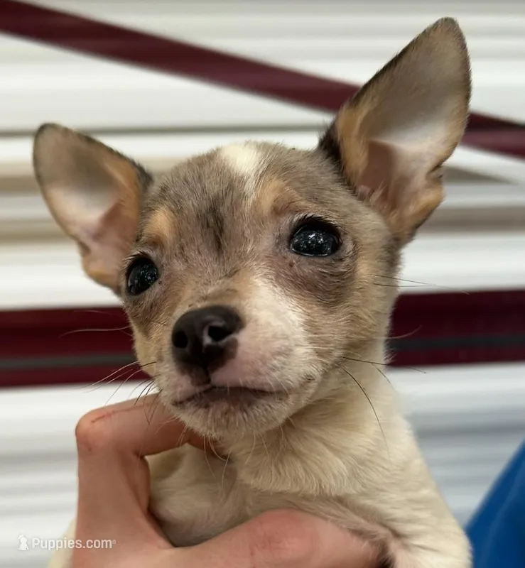 Extra small Merle male , a male Chihuahua for sale in Carbondale, IL – Photo 1 of 5