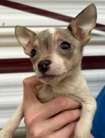 Extra small Merle male , a male Chihuahua for sale in Carbondale, IL – Photo 3 of 5