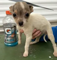 Extra small Merle male , a male Chihuahua for sale in Carbondale, IL – Photo 4 of 5