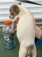 Extra small Merle male , a male Chihuahua for sale in Carbondale, IL – Photo 2 of 5