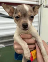 Extra small Merle male , a male Chihuahua for sale in Carbondale, IL – Photo 5 of 5