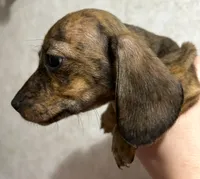 Tiffany’s girl 2 akc brindle, a female Miniature Dachshund for sale in Carbondale, IL – Photo 2 of 5
