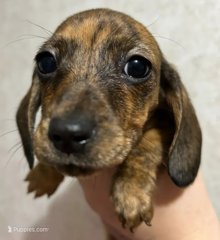 Tiffany’s girl 2 akc brindle