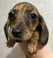 Tiffany’s girl 2 akc brindle, a female Miniature Dachshund for sale in Carbondale, IL – Photo 1 of 5