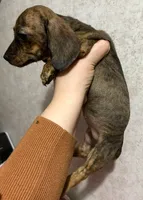 Tiffany’s girl 2 akc brindle, a female Miniature Dachshund for sale in Carbondale, IL – Photo 3 of 5