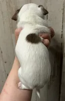 Lily’s girl 2, a female Chihuahua for sale in Carbondale, IL – Photo 2 of 2