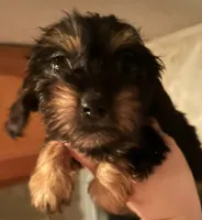 Chiweenie female , a female Chihuahua and Miniature Dachshund for sale in Carbondale, IL – 3 of 4