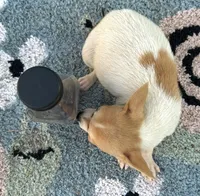 Chihuahua girl , a female Chihuahua for sale in Carbondale, IL – Photo 3 of 4