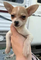 Chihuahua girl , a female Chihuahua for sale in Carbondale, IL – Photo 1 of 4