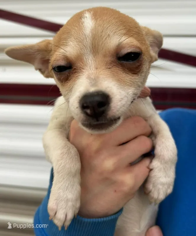 Chihuahua girl  – Chihuahua puppy for sale in Carbondale, IL