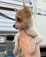 Chihuahua girl , a female Chihuahua for sale in Carbondale, IL – Photo 2 of 4