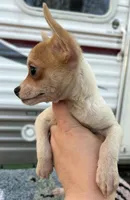 Chihuahua girl , a female Chihuahua for sale in Carbondale, IL – Photo 4 of 4