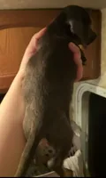 Blue chiweenie male , a male Chihuahua and Miniature Dachshund for sale in Carbondale, IL – 3 of 3