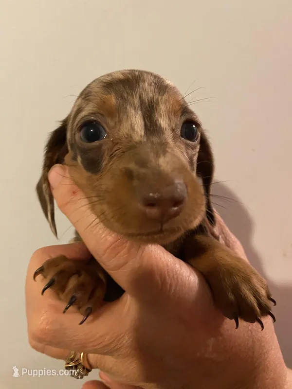 Female 3, a female Miniature Dachshund for sale in Carbondale, IL – Photo 1 of 3