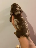 Female 3, a female Miniature Dachshund for sale in Carbondale, IL – Photo 2 of 3