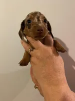 Female 3, a female Miniature Dachshund for sale in Carbondale, IL – Photo 3 of 3