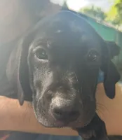 Black lab mix, Male, a male Labrador Retriever for sale in Carbondale, IL – 3 of 5